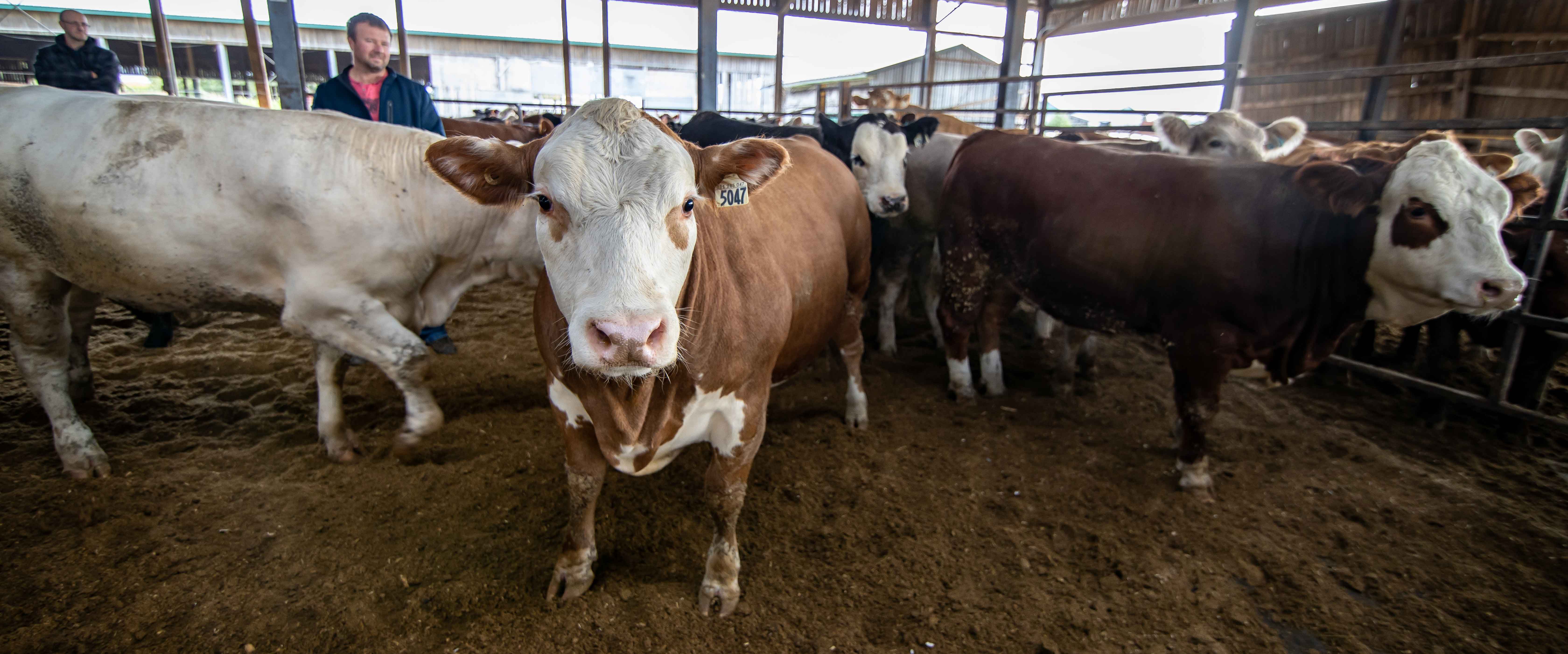 À propos - Ferme au rang gourmand